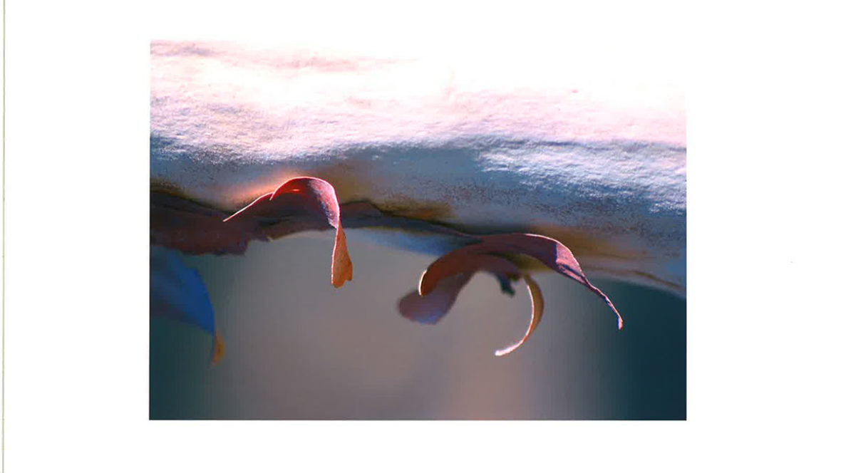 2005 Landscape: Theme and Variation