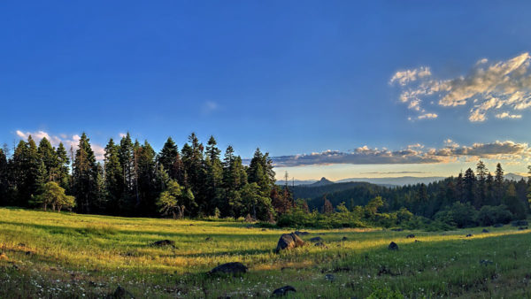 Celebrating Wild Beauty